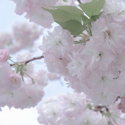 宁津福瑞交流群